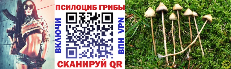Псилоцибиновые грибы Psilocybine cubensis Жигулёвск